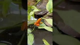 Разведение моих золотистых мантелл (mantella aurantiaca)