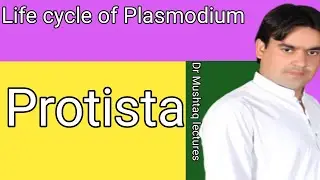 Protista | Life Cycle of Plasmodium | class 11 | Dr Mushtaq lectures