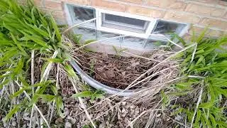 Window Well Holding Water Leaking to Basement #repairs #homeRepair
