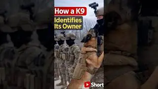 How This K9 Dog Found Its Owner &mdash; Even With a Mask 😳🐕&zwj;🦺 #k9 #dog #military #moments