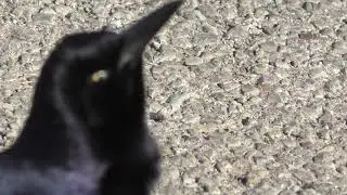 Grackle Bird Different Sounds