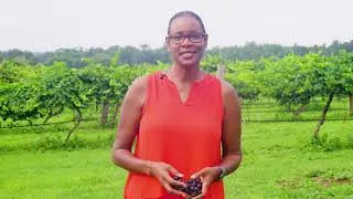 2019 FAMU Grape Harvest Festival