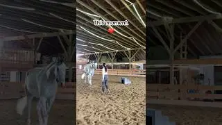 Having a bond with your horse is so amazing 💖 #shorts #horse #horseshorts #horselover #equestrian