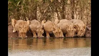 The Greatest Safari on Earth - Four Iconic Destinations