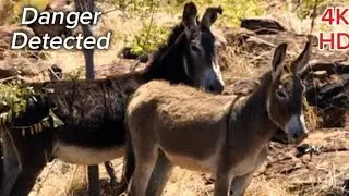 When Donkeys Sense Danger Before Humans | Animal Intelligence | SLICE WILD #little #donkey #horses