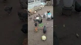 Păsări de curte, Ianuarie 2026 #muscovyducks #animals #chicken #kabootar #duck #backyardchickens