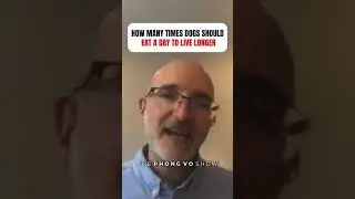 How Many Times Dogs Should Eat a Day to Live Longer
