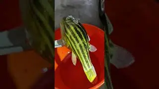 OUR FAHAKA PUFFER..DIED!!