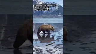 Landing on beaches and bear viewing with FLY8MA