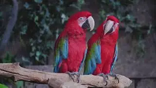 Are Parrots Really That Smart? 🧠 Amazing Facts You Didn&rsquo;t Know