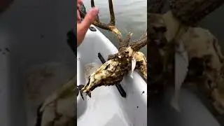 Un hombre atrapa una cabeza de ciervo con astas enormes mientras pesca.