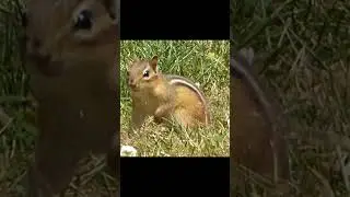 Chipmunk sounds - chirping  #wildlife #shorts  #wildanimals