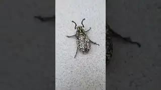 MAGGIOLINO DEI PINI #Polyphylla fullo #videos #videoshort #viral #shortvideo #shortvideo #video