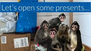 Fan mail & playtime🩵 #monkeys