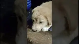 dog lover 🐶💕😍💕. #art #vlog #travel #gaming #fort #nature #love #dog #dogs #doglover #dop2 #art