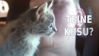 Kus On Teine Kiisu?
