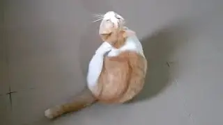 MILKY YANG MAKIN LUCU DAN GEMES #kucing #kucinglucu #cat #cats #kitten #cutecat #funnycats