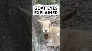 The Secret Behind Goat Eyes
