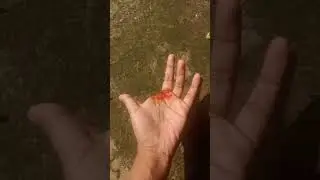 four finger # magic tricks tutorial ❌🤞✨ funny magic tricks tutorial