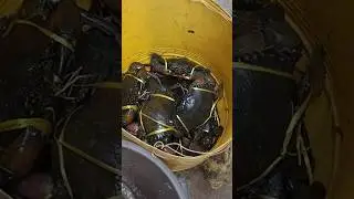 Crafts fishing #shortvideo #fishing #shorts #video 🦀🦀🦀