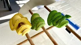 Green Tree Python Update