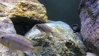 Tropheops Elongatus Mbako Undu Reef