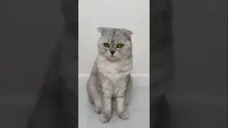 Соня, как всегда, выбирает BOWL WOW😈