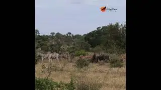 Strength in Numbers. #krugersightings #wildlife #krugernationalpark #animals #krugersafari