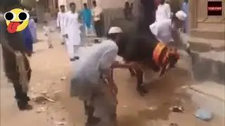 Qurbani funny video 2024.best moments eid-ul-azha.anari qasai vs angry 🐂 bull