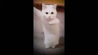 That cat got moves 🤭 creds: @VillaKy and  the owner of the original video #capcut #cat