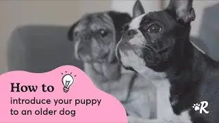 How to Introduce Your Puppy to an Older Dog | Rover Pet Care Tips