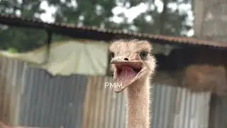 Look at this Giant Ostrich Face: What do you see?
