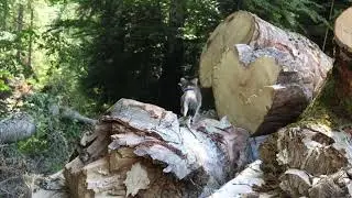 🏕️🐈 My Cat&rsquo;s First Time Seeing a Tree Hiding Place!