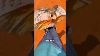 Frilled lizard P2 #foryou #funny #animals #frilledlizard#cute #shorts #youtubeshorts