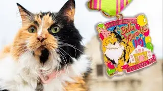 Bella the Alamo Cat is celebrating her birthday with her own Fiesta medal