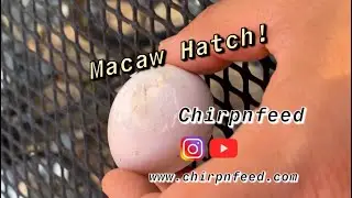 BABY MACAW HATCHING FROM EGG!!!