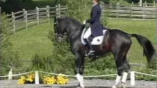 Contango, Preferent Dressage Stallion