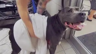 Rescued Pit Bull Bath Day Adventure ✔