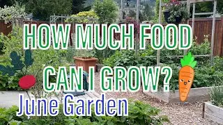 HOW MUCH FOOD CAN I GROW? | June Garden Update
