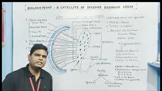 Vertical section testis# bio point