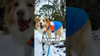Rescue dog&rsquo;s first snow #dogs #dogllife #snow #rescue #shorts