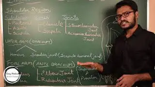 INTRODUCTION TO BONES OF UPPER LIMB (ENGLISH)