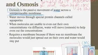 Notes for IB Biology Chapter 1.4