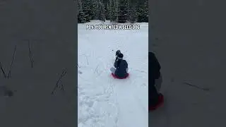 Pov:You rented a sled dog ##dogs #sled #winter #snow #husky