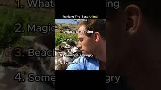 Ranking The Best Animal Moments  #funny #ranking #cute #animals