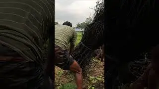 Traditional River Jhar Fishing Video #riverfish #villagepond #villagelife