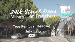 24th Street Ficus Tree Removal