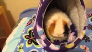 Playtime Little Critter Creations Haul!!