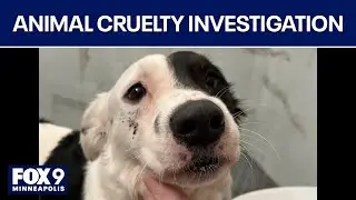 Kanabec County Sheriff investigating Mora dog kennel over suspected animal cruelty