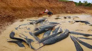 Wow! Best Fishing video 2021 - Catch Mud fish fishing - Catfishes fishing by hands